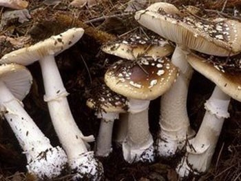 Mantardan zehirlenirseniz 72 saatiniz var!