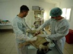 SOKAK HAYVANI - Yaralı Köpeğe Büyükşehir Sahip Çıktı