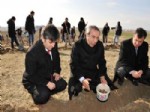 KAZANKAYA - Yyü’de 420 Bin Meşe Palamudu Tohumu Toprakla Buluşturuldu