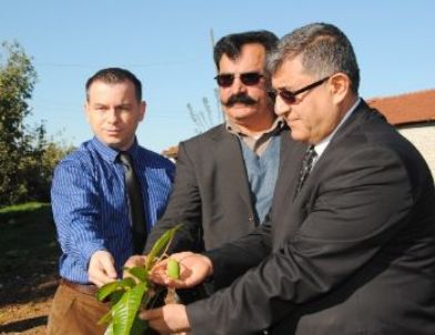 Mango Meyvesi Yetiştirmesi Manavgat'ta Başarılı Oldu