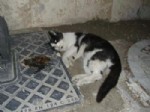 HAYVANLARI KORUMA DERNEĞİ - Denizli’de İşkenceyle Öldürülmüş Kedi ve Köpekler Bulundu