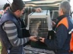 Sağlığına Kavuşan Vaşak ve 5 Maymun Yeni Evine Uğurlandı