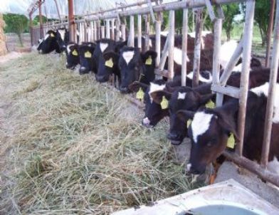 Chp Milletvekili Türeli, Hükümetin Süt Politikasını Eleştirdi: