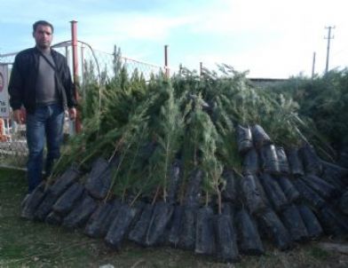 İdil'de Ağaçlandırma Kampanyası