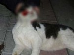 HAYVANLARI KORUMA DERNEĞİ - Kedi ve köpekler işkenceyle öldürüldü