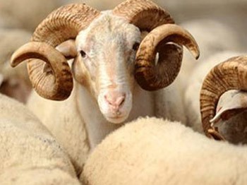 O ülke Türkiye'den canlı hayvan alacak