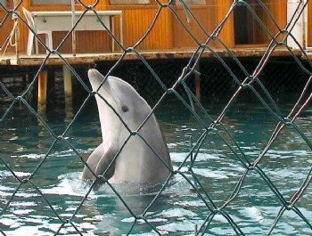 Yunuslara Özgürlük!