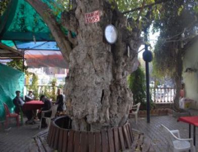 357 Yaşındaki Tarihi Asırlık Ağaç Halen Yaşıyor