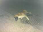 SÜLEYMAN TOPÇU - Demre'de Köpek Ölümleri