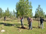 ÖMER CAN - Hilvan'da Ağaçlandırma Çalışmaları Devam Ediyor