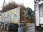 Çay İlçesine Beş Bin Adet Fidan Gönderildi