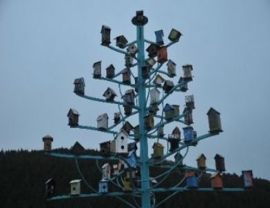 Çorum Tabiat Parkının İlk Misafirleri Karacalar Oldu