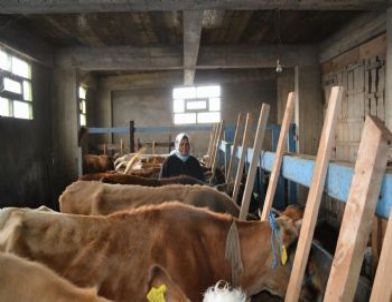 Gurbetten Döndüler, Memleketlerinde Süt Üreticisi Oldular