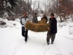 SOĞUCAK - Karda Yiyecek Sıkıntısı Çeken Yaban Hayvanlarına Yem Bırakıldı