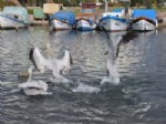 İLGİNÇ GÖRÜNTÜ - Pelikanlar İzmir’de