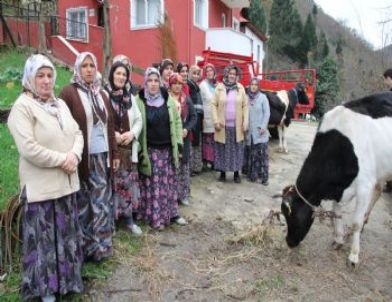 Sığırlar Başlarına Dert Oldu