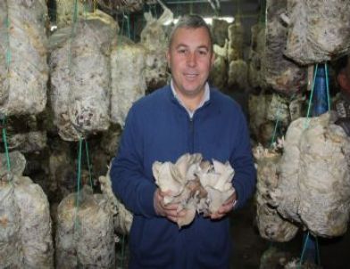 Afyonkarahisar'da İstiridye Mantarı Üretimi