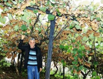 Kivi Üreticinin Elinde Kaldı