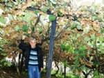 Kivi Üreticinin Elinde Kaldı