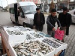 İNCİ KEFALİ - Taze Balıklar Tezgahları Süslüyor