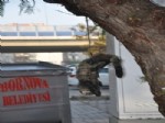 TCK - İzmir'de Kediyi Ağaca Astılar