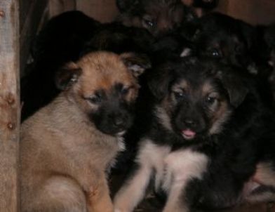 Kurt Köpeği Bir Batında 12 Yavru Doğurdu