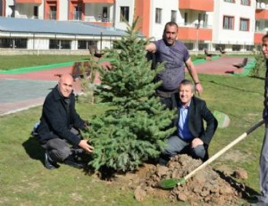 Yakutiye Belediyesi 5 Bin Ağaç Dikiyor