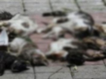 İzmir'de 12 kediyi zehirlediler
