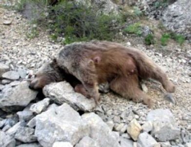 Bal Yemek İçin Kasabaya İnen Ayı ve Yavrusu Öldürüldü
