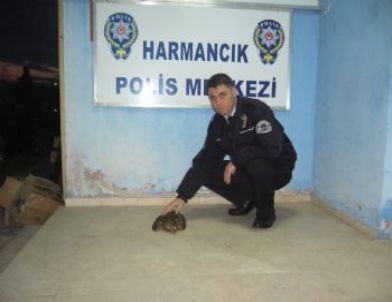 Yaralı Doğana Polis Şefkati