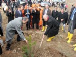 NURETTIN AKMAN - Çankırı’da 18 Milyon Fidan Toprakla Buluşacak