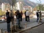 HERCAI - Gümüşhane’de Caddeler Ağaçlandırılıyor