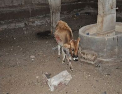 Siirt'te Başıboş Hayvanlar Toplanıyor