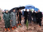 FEVZI KıLıÇ - “81 İlde 81 Ak Orman” Projesi Gerçekleştirildi