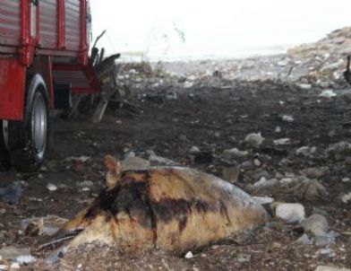 Alaplı'da Kıyıya Vuran Ölü Yunus Kaldırılmayı Bekliyor