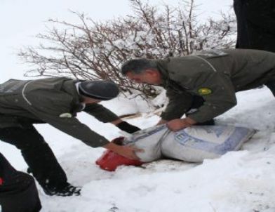 Kars'ta Yabani Hayvanlar İçin Doğaya Yem Bırakıldı