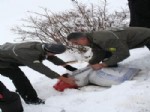 YABANİ HAYVANLAR - Kars'ta Yabani Hayvanlar İçin Doğaya Yem Bırakıldı