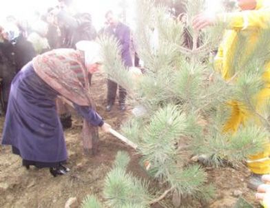 Kastamonu'da “AK Kadınlar Ormanı” Fidanlığı Oluşturuldu