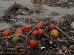 KUMKALE - Kumkale Domatesleri Güzelyalı Plajına Vurdu