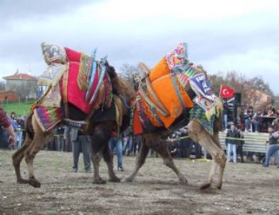 Çan Da 6. Geleneksel Deve Güreşleri Festivali