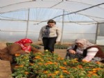 NURETTIN TURSUN - 20 Vanlı Depremzede Çiçek Serasında Çalışıyor