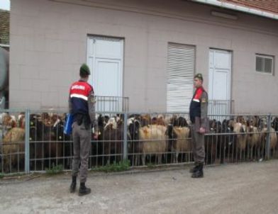 Jandarma Kaçak Keçiye Geçit Vermedi