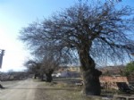ÇITLEMBIK - Osmancık'ta Tarihi Çitlembik Ağaçları Korunmayı Bekliyor