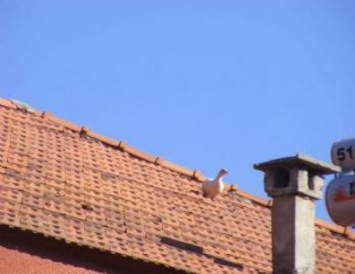 Söke’de Zorlu Tavuk Operasyonu