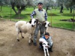 FERHAT KURTOĞLU - Yeni Nesil Karya Koyunları Ekonominin Can Damarı Oldu