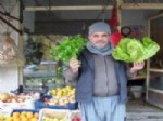 Mut'ta 5 Liraya Satılan Marul El Yakıyor