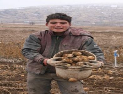 Üreticiler Patates'te İhracat Teşvik Priminin Artmasını İstiyor