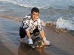 KAZANLı - Antalya'da Her Yıl 15 Deniz Kaplumbağası, Sürat Motoru Çarpmasıyla Ölüyor