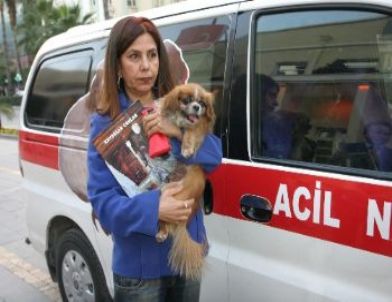 Yaralı Köpek İçin Ambulans Aldı, Belediye Teslim Edemedi