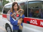 YÜKSEL KARADAĞ - Yaralı Köpek İçin Ambulans Aldı, Belediye Teslim Edemedi